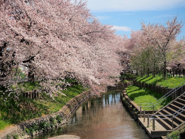 Photo fleur de sakura ou fleur de cerisier près du canal au japon