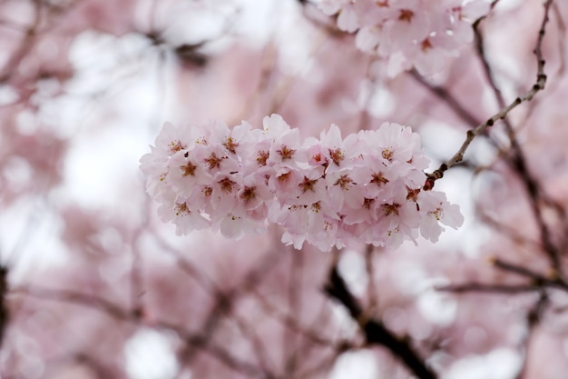 Fleur de Sakura ou de fleurs de cerisier.