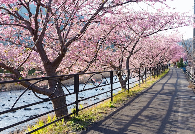 Fleur de sakura en kawazu