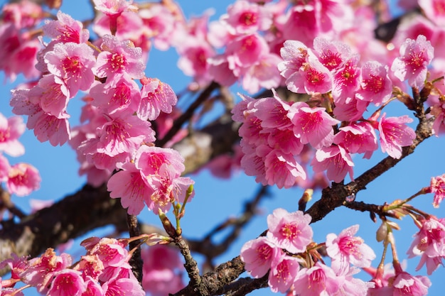 Fleur de sakura rose sur ciel bleu