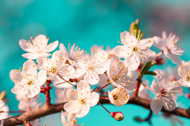 Fleur de sakura rose fleurit au printemps Vintage sweet cherry blossom soft tone texture background