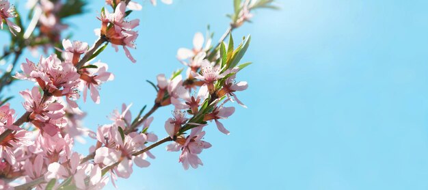 Fleur de sakura rose en fleurs Fond de printemps de branche d'arbre de fleur d'amandier macro Joyeux fond de Pâque Concept de la journée mondiale de l'environnement Pâques Anniversaire bannière de vacances pour femmes Mise au point sélective