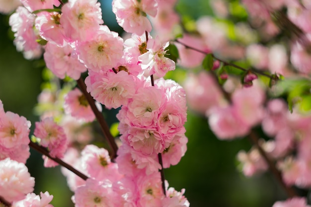 Fleur de sakura rose tendre. fleurs de printemps.