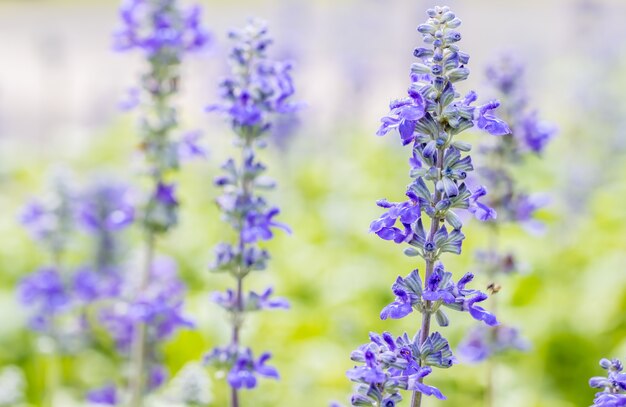 Fleur de Salvia bleue, Salvia farinacea Benth-Mealy Cap Sage.