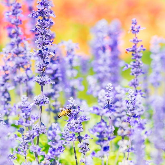 Fleur de Salvia bleue