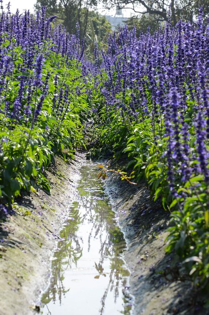 Fleur de Salvia officinalis