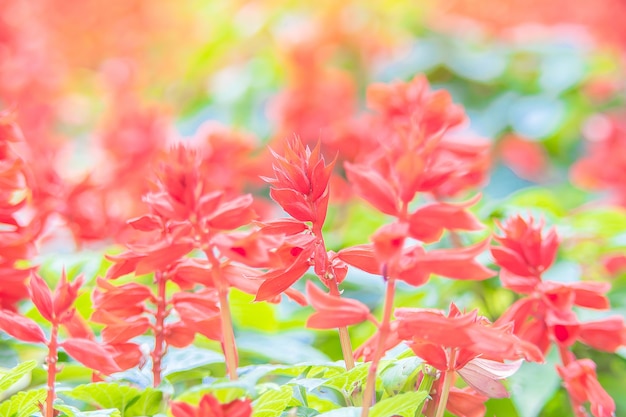 fleur de salvia rouge