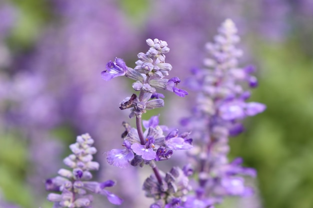 fleur de salvia en tropical