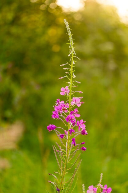 Photo une fleur de saule rose dans la prairie