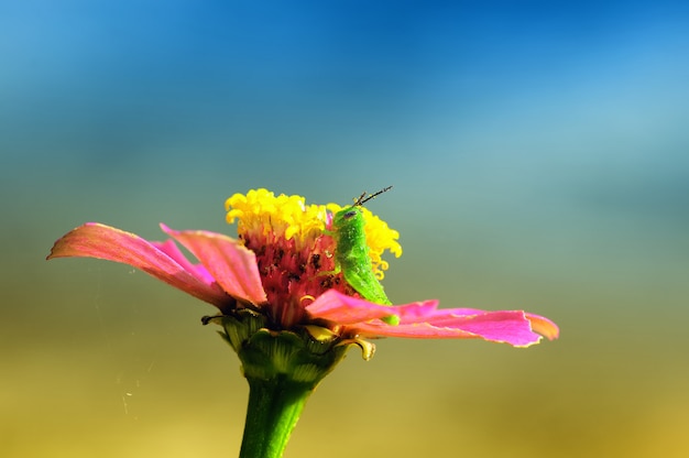 Fleur et sauterelle dans le jardin