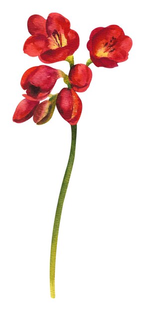 Fleur sauvage aquarelle Freesia rouge sur fond blanc