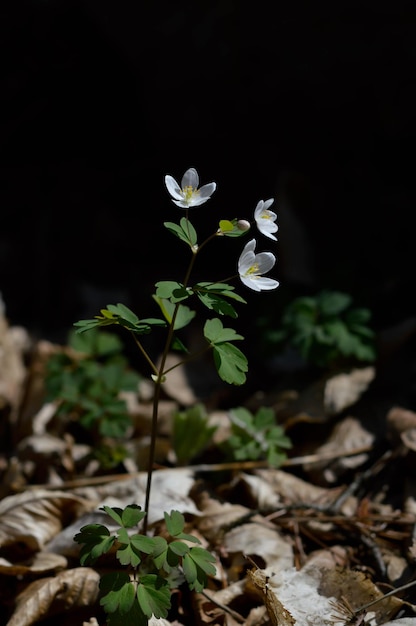 Fleur sauvage blanche dans la nature se bouchent