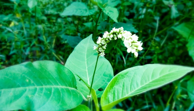 fleur sauvage blanche avec fond vert