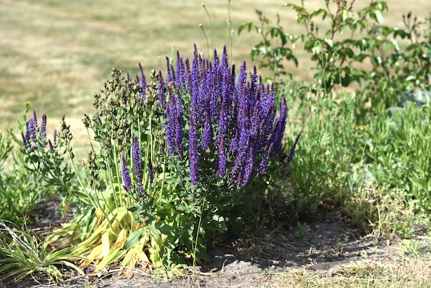 Fleur sauvage bleue sur une journée d'été ensoleillée.