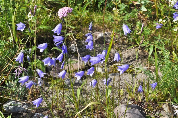 Fleur sauvage campanule de cloches de Canterbury