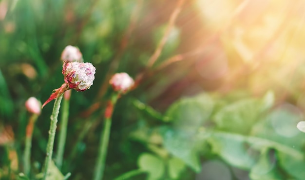 Fleur sauvage avec espace de copie de gouttes de pluie