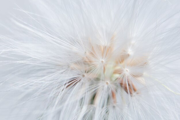 Photo fleur sauvage de fond coloré