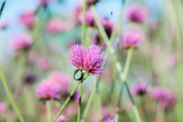 Fleur sauvage en hiver.