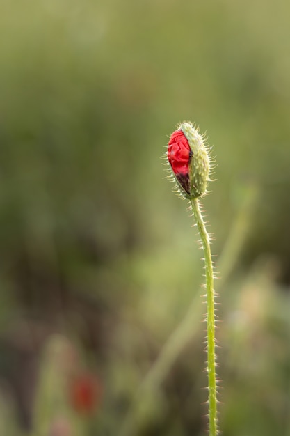 Fleur sauvage de pavot d'ouverture sur le fond vert brouillé