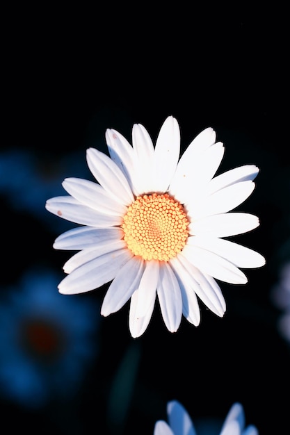 Fleur sauvage. Petites fleurs sur un pré vert printemps.