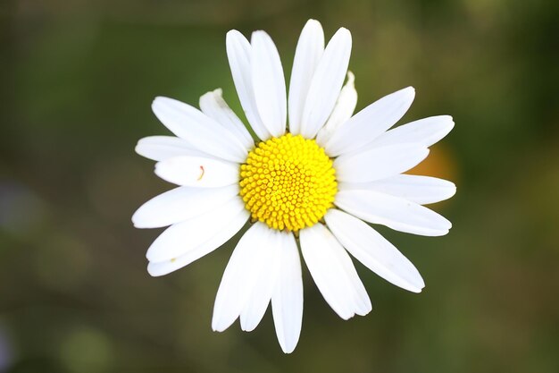 Fleur sauvage. Petites fleurs sur un pré vert printemps.