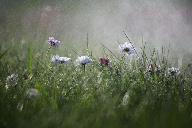 Fleur sauvage. Petites fleurs sur un pré vert printemps.