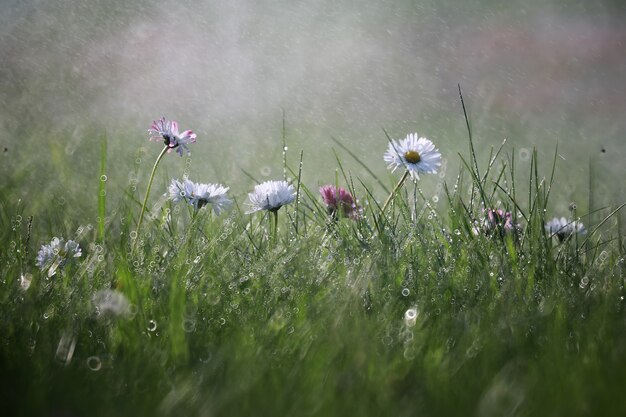 Fleur sauvage. Petites fleurs sur un printemps de prairie verte.