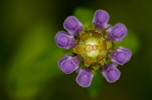 Photo fleur sauvage pourpre