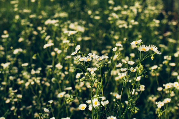 Fleur sauvage de printemps.