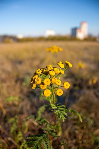 Photo une fleur sauvage