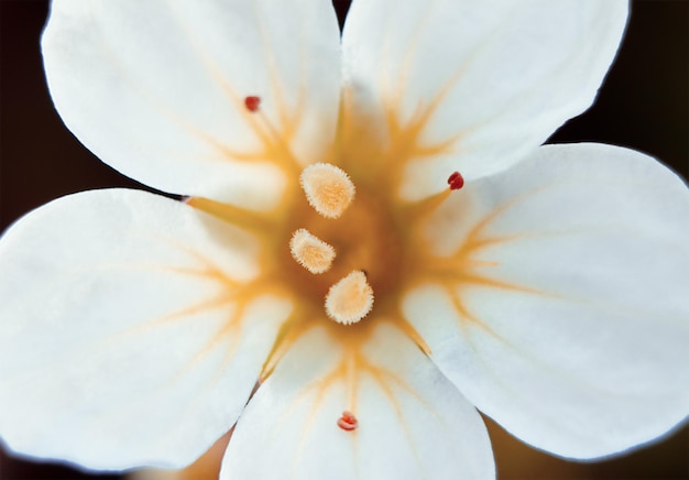 Fleur de saxifrage blanche en vue de dessus macro