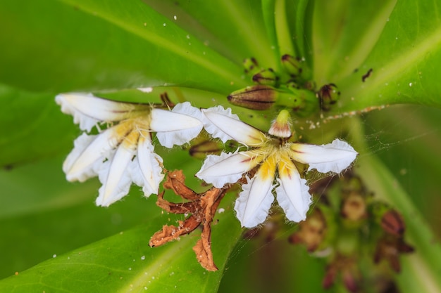 Fleur de Scaevola sericea