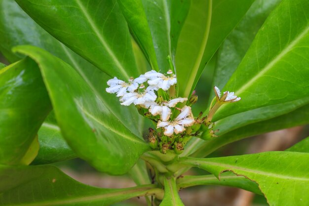 Fleur de Scaevola sericea