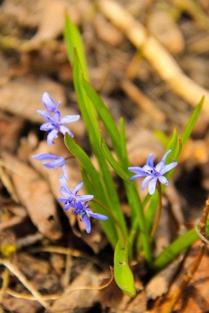 Fleur de scille bleue Scilla bifolia ou Squill en forêt au printemps