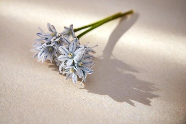 Fleur se trouve sur le papier au soleil