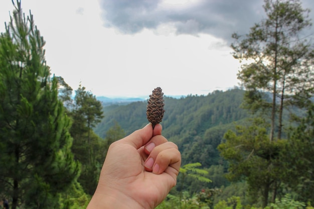 Une fleur sèche de pin ou d'épicéa sur le bout des doigts sur fond de forêt de pins verts