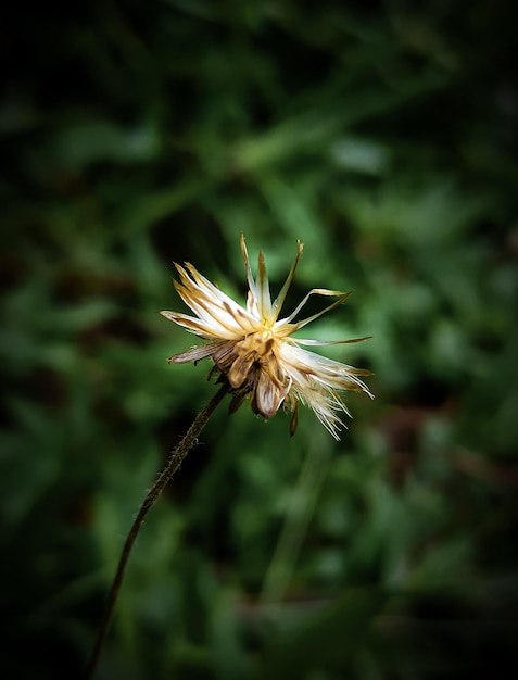 Fleur séchée Tridax