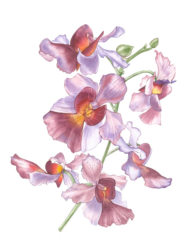 Fleur de Singapour, Illustration de Vanda Miss Joaquim Flowers. La fleur nationale de Singapour. Aquarelle dessiné à la main violet orchidée isolée
