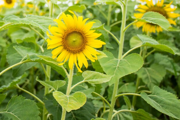 Fleur de soleil au champ de tournesols