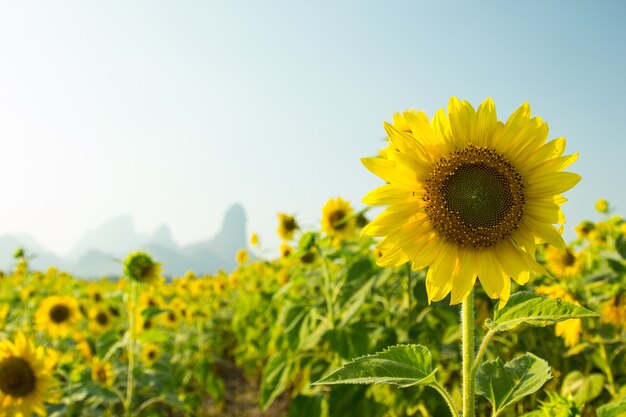 Fleur de soleil dans le jardin Thaïlande