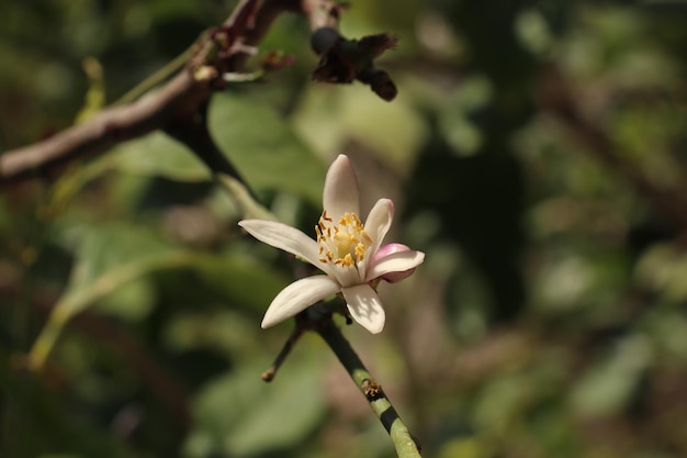 Une fleur solitaire pousse sur un arbre en fleurs