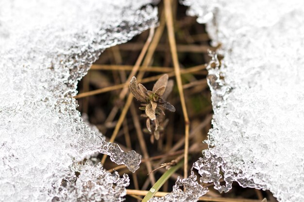 Fleur sortant de la vraie neige