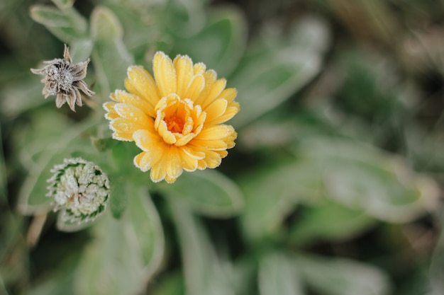 la fleur de souci dans le jardin était couverte de givre