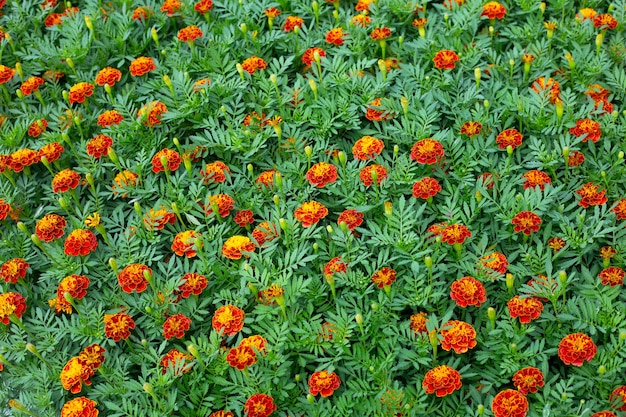 fleur de souci dans le jardin