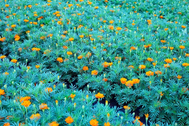 fleur de souci dans le jardin