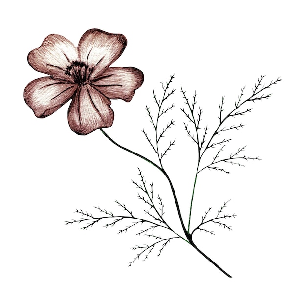 Fleur de souci dessinée à la main rouge isolée sur fond blanc Fleur de souci dessinée au crayon