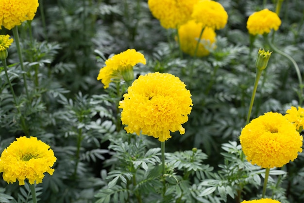 Fleur de souci jaune dans le jardin