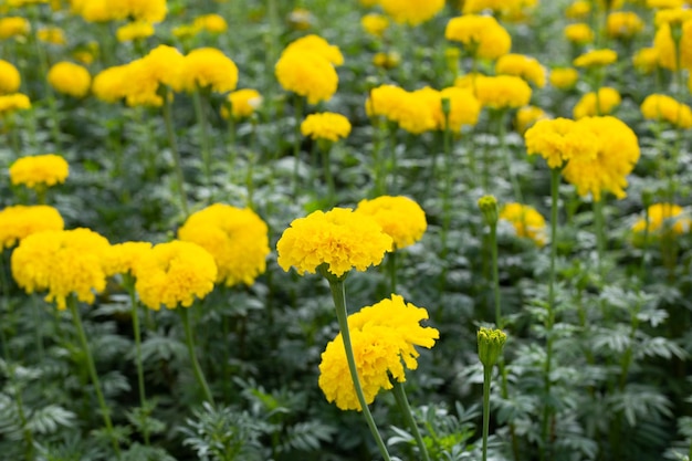 Fleur de souci jaune dans le jardin