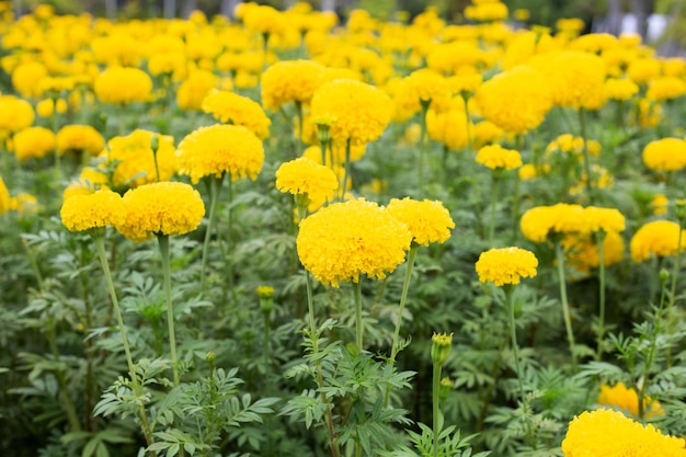 Photo fleur de souci jaune dans le jardin