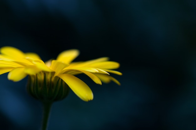 fleur de souci jaune sur un fond sombre macro